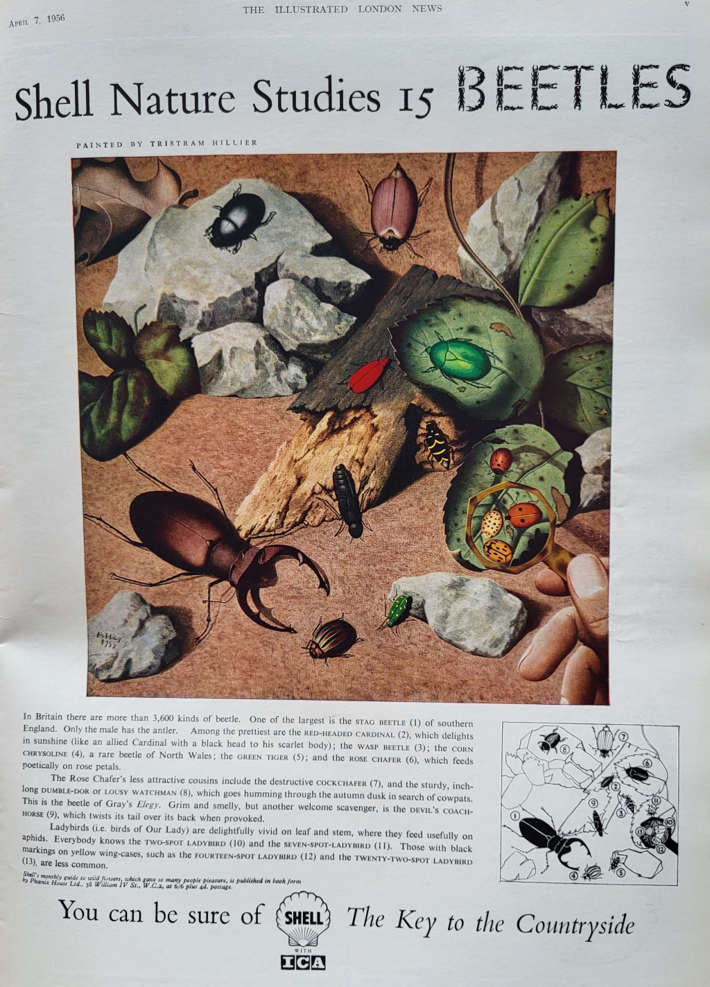 shelll advert beetles